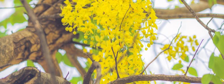 ປະໂຫຍດຈາກ “ຕົ້ນຄູນ” ທີ່ຫຼາຍຄົນຍັງບໍ່ຮູ້ຈັກ