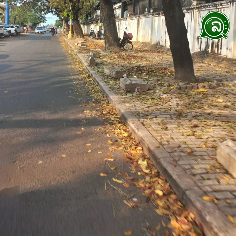 ໃບໄມ້ທີ່ຫຼົ່ນ ມີປະໂຫຍດຕໍ່ລະບົບນິເວດຫຼາຍກວ່າທີ່ຄິດ.