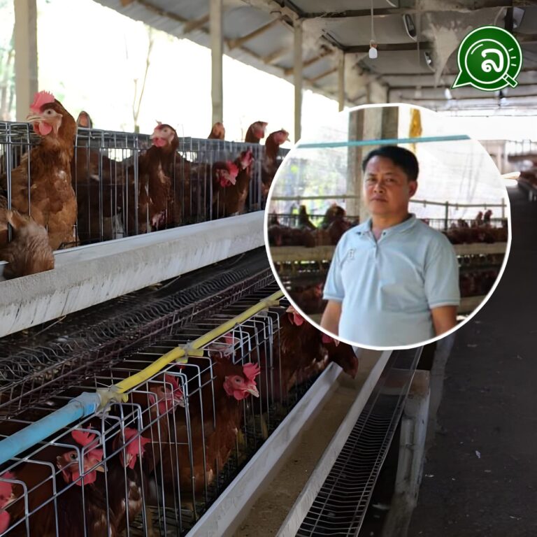 ການລ້ຽງໄກ່ພັນໄຂ່ ສ້າງລາຍຮັບໄດ້ 900 ລ້ານກີບຕໍ່ປີ.